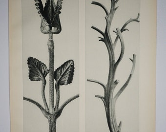 Art Forms in Nature by Karl Blossfeldt, Plate No. 48, 1929
