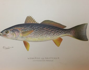 Weak Fish or Squeteague (Cynoscion Regale) Original Lithograph by Sherman F. Denton, Fish & Game of NY, 1895-1907