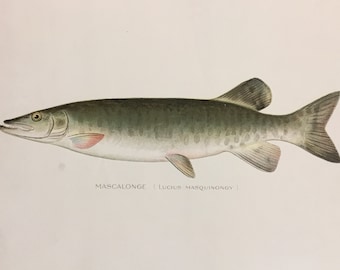 Mascalonge (Lucius Masquinongy) Lithograph Print by Sherman F. Denton, Fish & Game of NY, 1895-1907, 9.5x12 inches