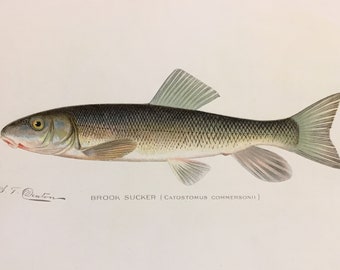 Brook Sucker (Catostomus Commersonii) Original Lithograph Print by Sherman F. Denton, Fish & Game of NY, 1895-1907, Various SIzes-See Notes