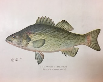 White Perch (Roccus Americanus) Original Lithograph by Sherman F. Denton, Fish & Game of NY, 1895-1907, 9.5x12inches