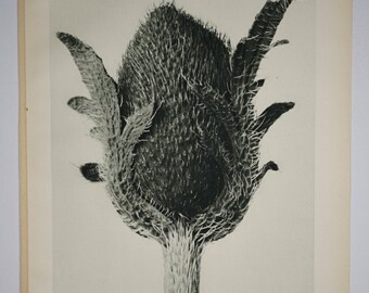 Art Forms in Nature by Karl Blossfeldt, Plate No. 80, 1929