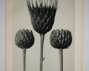 Art Forms in Nature by Karl Blossfeldt, Plate No. 83, 1929