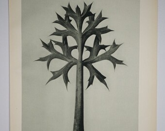 Art Forms in Nature by Karl Blossfeldt, Plate No. 32, 1929