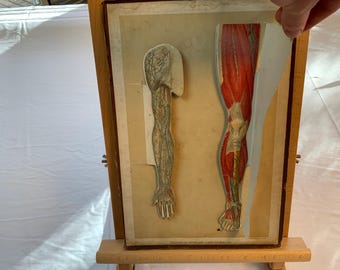 Amazing Anatomical Studies from 1891 - Portfolio of Life