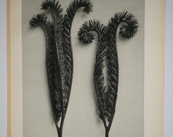 Art Forms in Nature by Karl Blossfeldt, Plate No. 97, 1929