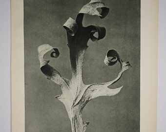 Art Forms in Nature by Karl Blossfeldt, Plate No. 41, 1929