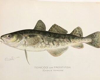 Tomcod or Frostfish (Gadus Tomcod) Lithograph Print by Sherman F. Denton, Fish & Game of NY, 1895-1907, 9.5x12 inches