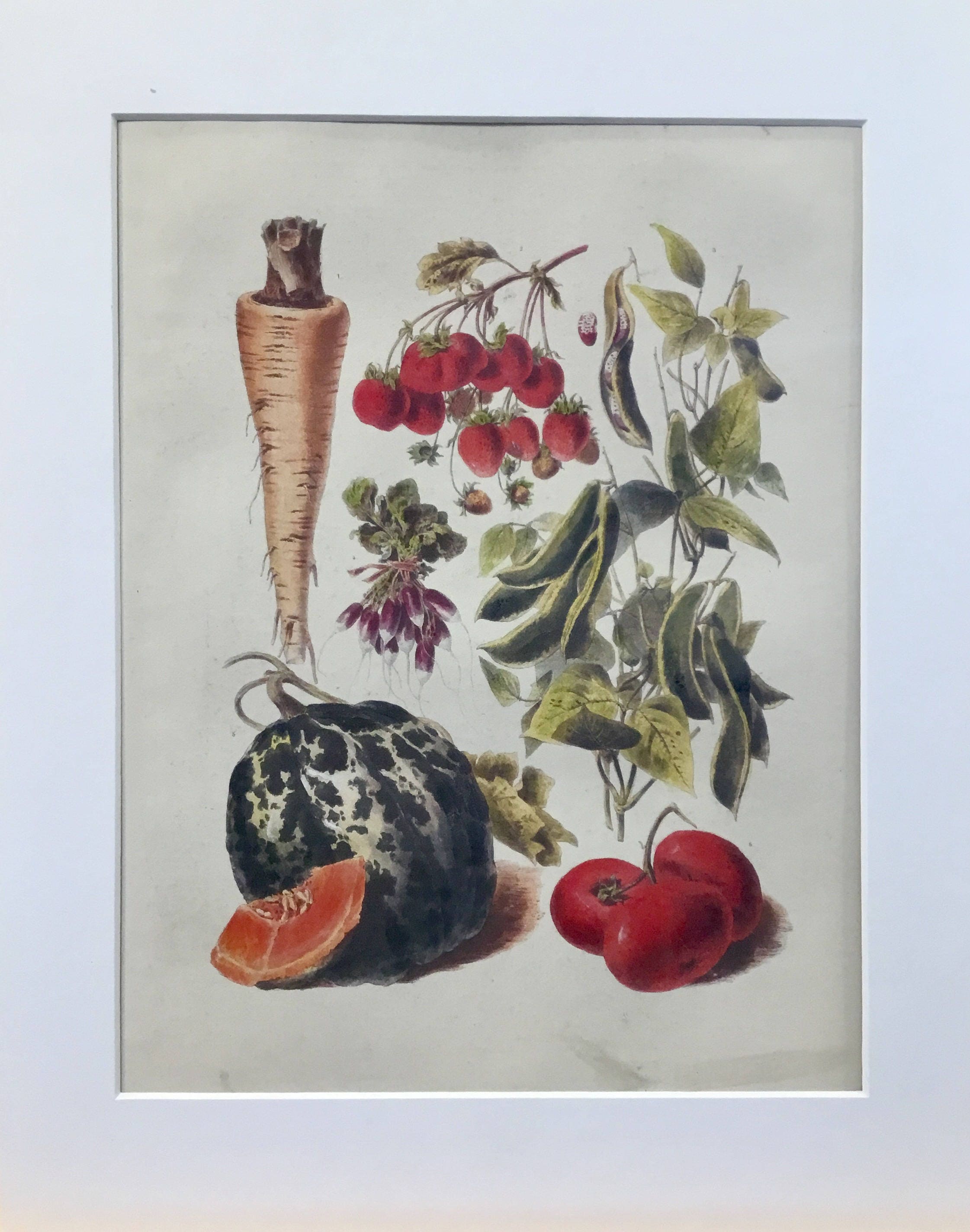 Vegetables Illustration Vintage Print 4 - Vilmorin (VP1088