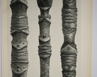 Art Forms in Nature by Karl Blossfeldt, Plate No. 14, 1929