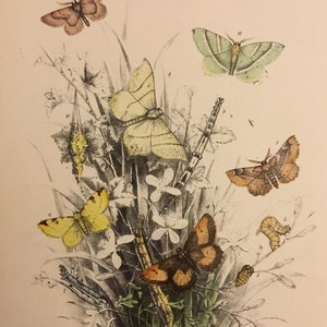 Plate No.34 Victorian Era Original Print, The Genera of British Moths by H. Noel Humphreys, 7x10.5 in. 1859, London, Includes Description