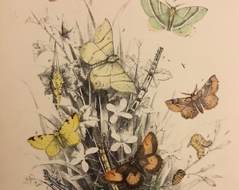 Plate No.34 Victorian Era Original Print, The Genera of British Moths by H. Noel Humphreys, 7x10.5 in. 1859, London, Includes Description
