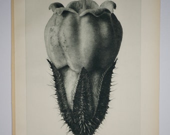 Art Forms in Nature by Karl Blossfeldt, Plate No. 79, 1929