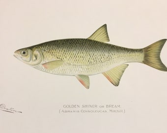 Golden Shiner or Bream (Abramis Coysoleucas) Lithograph Print by Sherman F. Denton, Fish & Game of NY, 1895-1907, 9.5x12 inches
