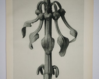 Art Forms in Nature by Karl Blossfeldt, Plate No. 25, 1929