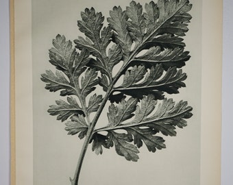 Art Forms in Nature by Karl Blossfeldt, Plate No. 50, 1929