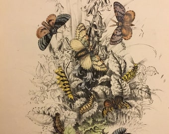 Plate No.10, Victorian Era Original Print, The Genera of British Moths by H. Noel Humphreys, 7x10.5 in. 1859, London, Includes Description