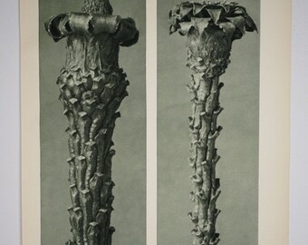 Art Forms in Nature by Karl Blossfeldt, Plate No. 21, 1929