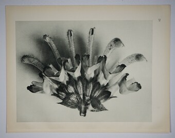 Art Forms in Nature by Karl Blossfeldt, Plate No. 62, 1929