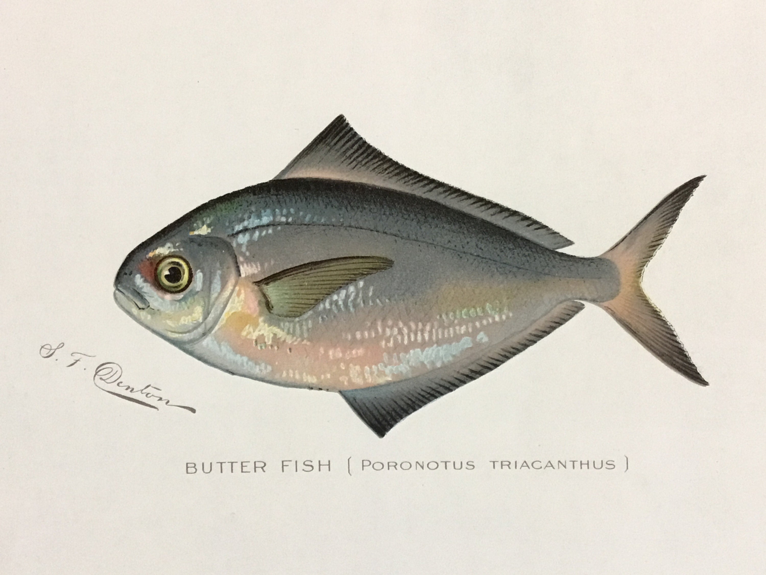 Foresting fish