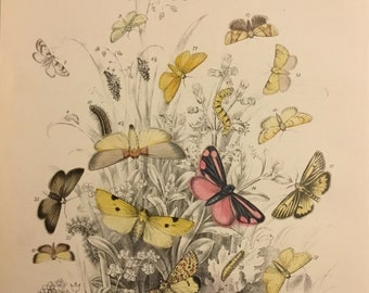 Plate No.13, Victorian Era Original Print, The Genera of British Moths by H. Noel Humphreys, 7x10.5 in. 1859, London, Includes Description