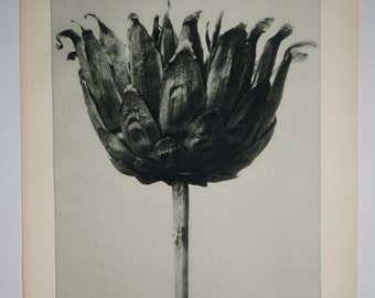 Art Forms in Nature by Karl Blossfeldt, Plate No. 86, 1929