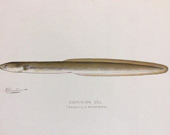 Common Eel (Anguilla Rostrata) Original Lithograph Print by Sherman F. Denton, Fish & Game of NY, 1895-1907, Various Sizes