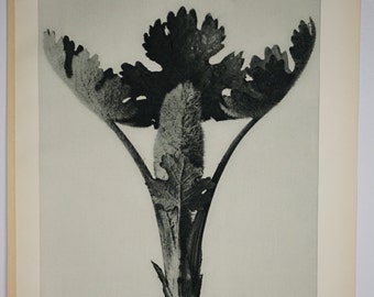 Art Forms in Nature by Karl Blossfeldt, Plate No. 51, 1929