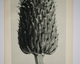 Art Forms in Nature by Karl Blossfeldt, Plate No. 84, 1929