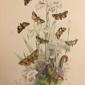 Plate No.19 Victorian Era Original Print, The Genera of British Moths by H. Noel Humphreys, 7x10.5 in. 1859, London, Includes Description