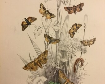 Plate No.19 Victorian Era Original Print, The Genera of British Moths by H. Noel Humphreys, 7x10.5 in. 1859, London, Includes Description