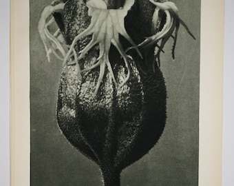 Art Forms in Nature by Karl Blossfeldt, Plate No. 85, 1929
