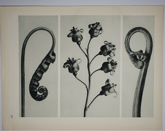 Art Forms in Nature by Karl Blossfeldt, Plate No. 34, 1929