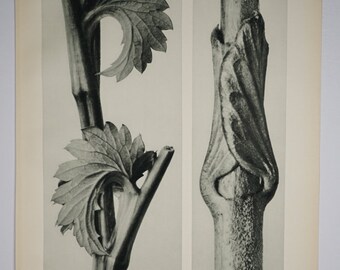 Art Forms in Nature by Karl Blossfeldt, Plate No. 71, 1929