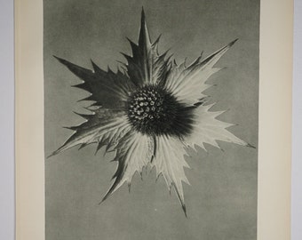 Art Forms in Nature by Karl Blossfeldt, Plate No. 66, 1929