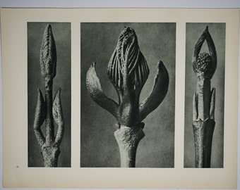 Art Forms in Nature by Karl Blossfeldt, Plate No. 9, 1929