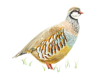 Partridge Watercolour Print