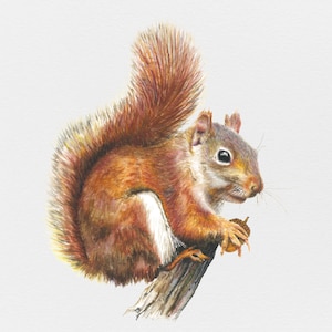 Rode Eekhoorn Aquarel Print
