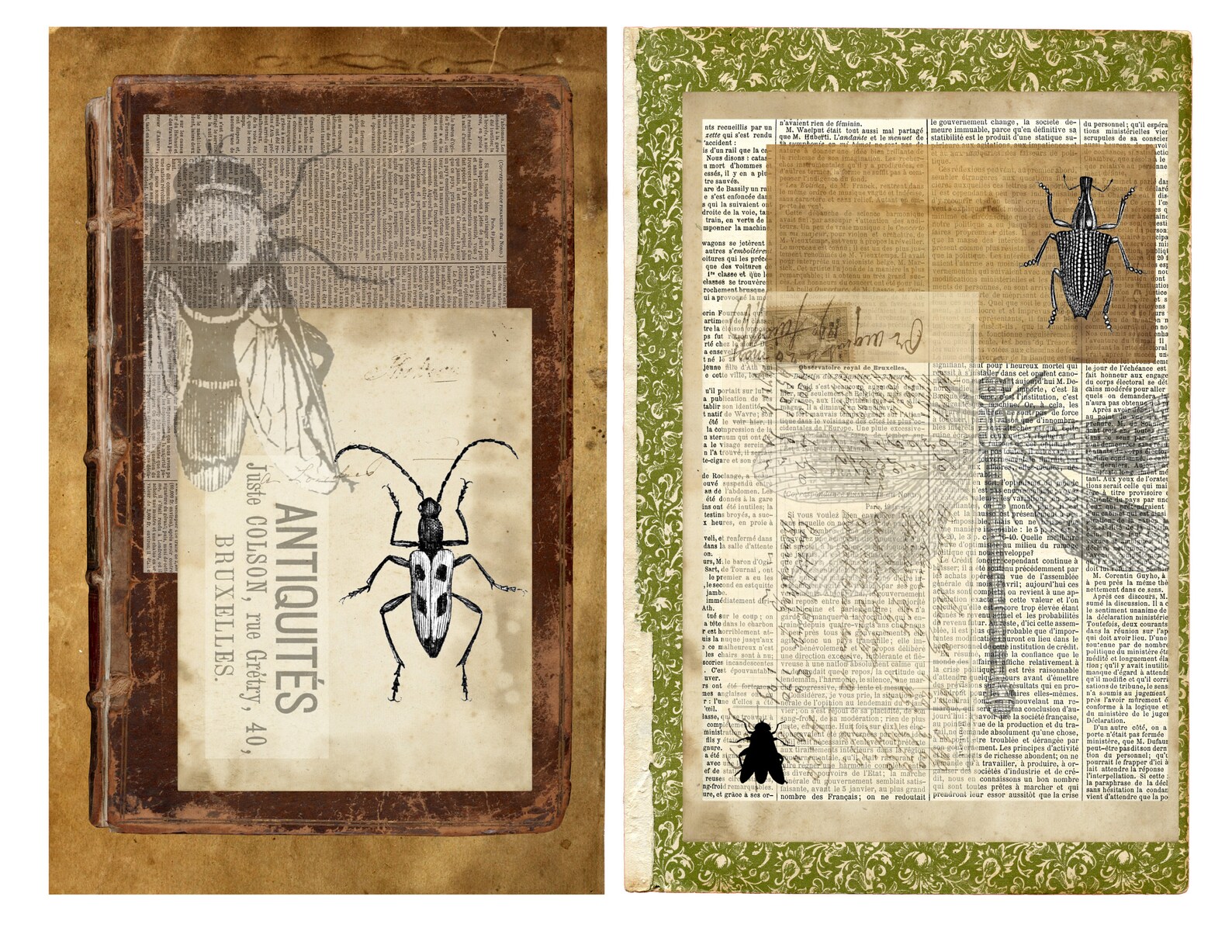 Entomology Digital Download Set - Etsy
