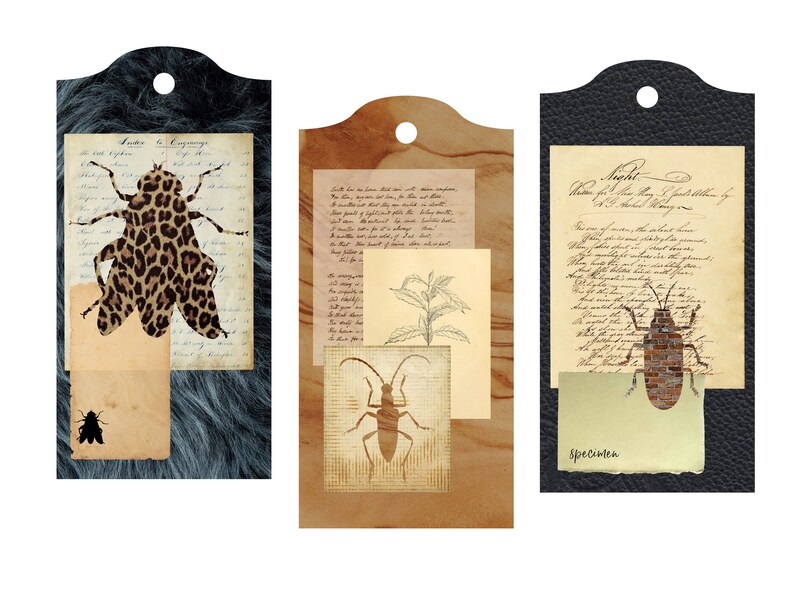 Entomology Digital Download Set - Etsy