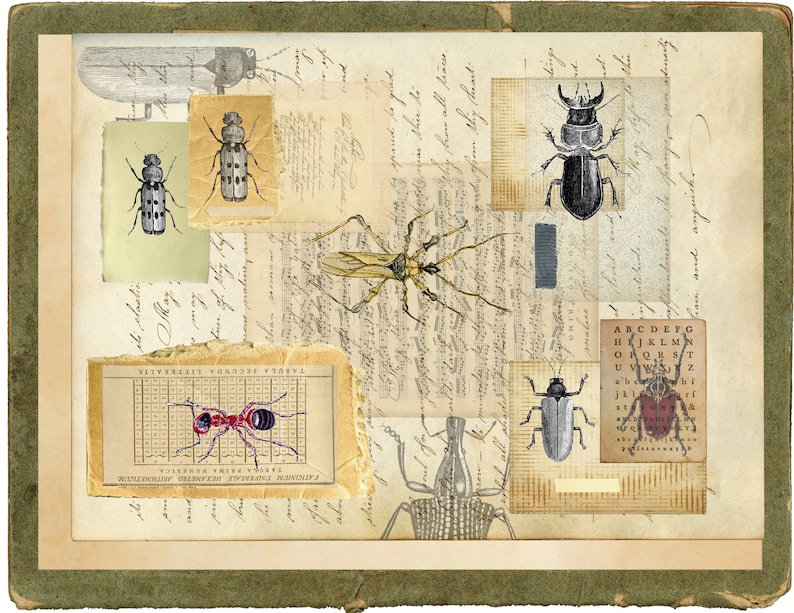 Entomology Digital Download Set - Etsy
