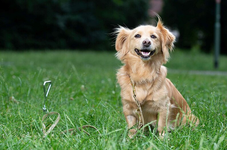 Corkscrew Steel Peg Spiral Dog Tie Out Leash Stake Anchor for Etsy
