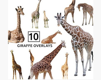 Giraffe Overlays (PNG), photo overlay, png overlay, digital scrapbooking effect, Photographer clip art effects