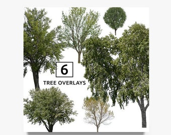 Real Chestnut Tree Cliparts, Photoshop Trees Overlay Png, Realistic ...