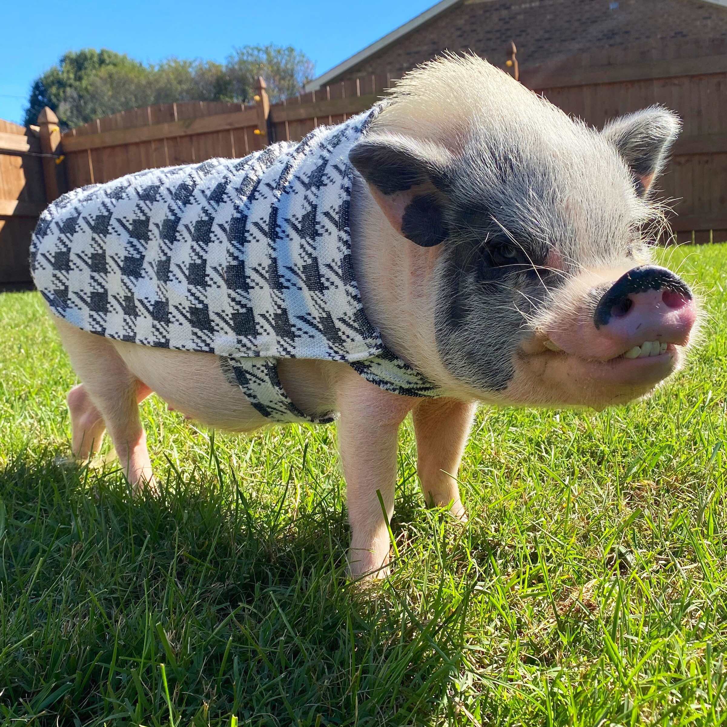 Mini Pig Pet Sweater | Etsy