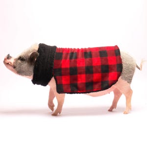Puede incluir: Un cerdo en miniatura que lleva una chaqueta de forro polar a cuadros rojos y negros con un cuello de piel sintética negra. El cerdo es de color rosa claro y gris, y camina sobre un fondo blanco.