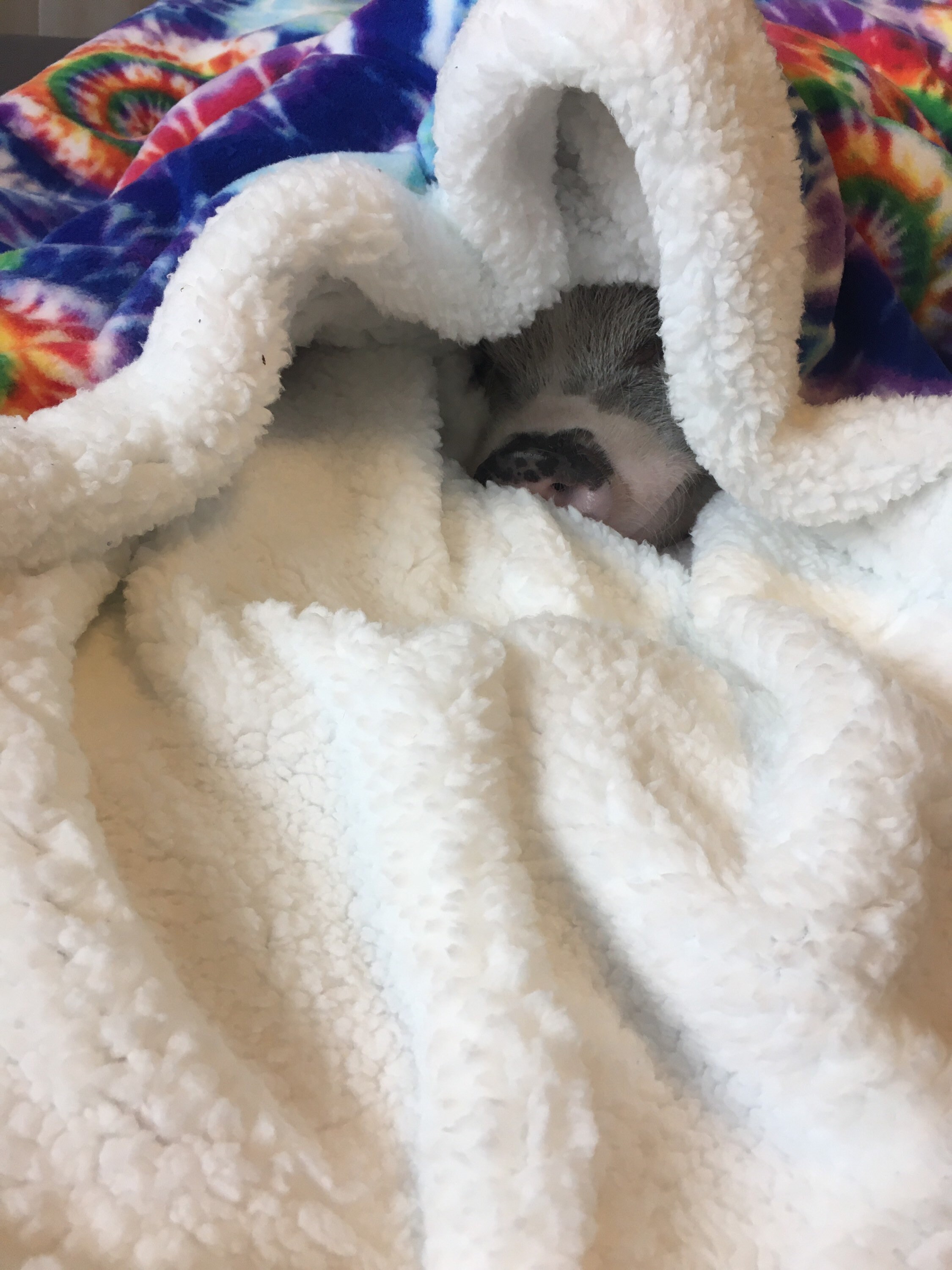 Pig in a Blanket Rooting Tunnel Blanket Fleece and Sherpa Etsy