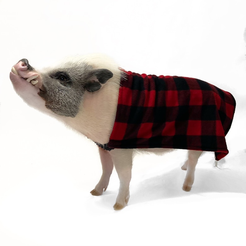 Easy-on Elastic Fleece Cloak with Leash Hole, Mini Pig Clothes, Pet Sweater, Clothing for Pot Belly Pigs image 8