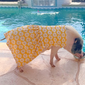 Puede incluir: Un pequeño cerdo con un vestido amarillo de estampado de margaritas está de pie junto a una piscina y comiendo de un tazón pequeño.