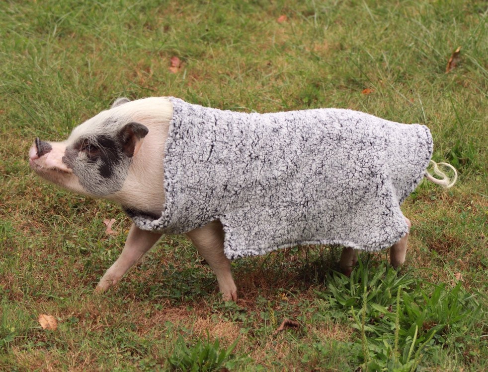 Ultimate Warm Sherpa Blanket Sweater, Mini Pig Clothes, Pet Sweater